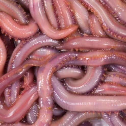 No Brand Appâts Vivants De Pêche En Mer - Vers Américain X7